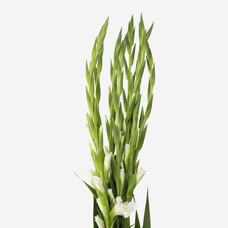 Gladiolo de alta calidad, mostrando su característica espiga vertical con flores de pétalos ondulados abriendo de forma ascendente sobre un fondo blanco neutro.