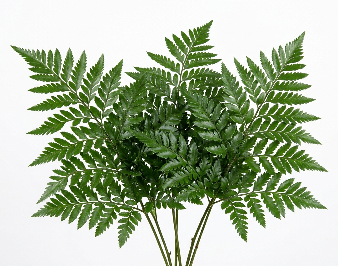 Primer plano de frondas de Helecho de Cuero Golden Extra sobre un fondo blanco. Se aprecia su característica forma triangular, el brillo natural de sus hojas coriáceas y su color verde esmeralda profundo y uniforme