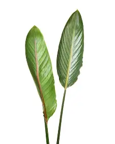 Hojas de Strelitzia frescas de producción nacional para floristerías.