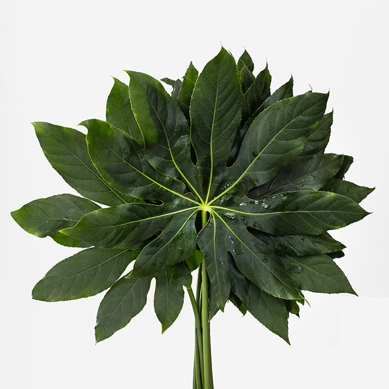 Primer plano de una Hoja de Aralia verde oscuro y brillante sobre un fondo blanco inmaculado. Se destaca su forma palmeada de siete a nueve lóbulos y la textura lisa y resistente de su superficie.