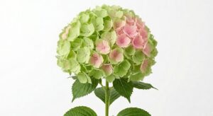 Una exuberante inflorescencia esférica de Hydrangea Cabeza Verde en un sofisticado tono verde esmeralda y lima, exhibiendo una textura densa y un porte arquitectónico sobre fondo blanco.