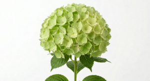 Una fastuosa inflorescencia esférica de Hydrangea Natural en un despliegue de pétalos densos y turgentes, mostrando un porte majestuoso y una frescura botánica incomparable sobre un fondo neutro.