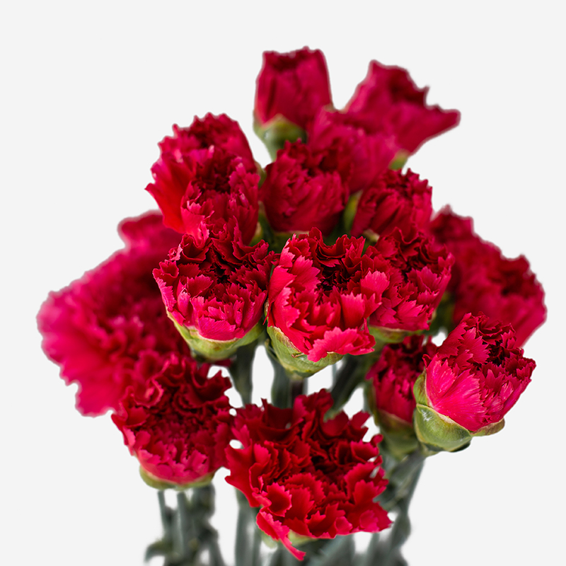 Claveles nacionales frescos de temporada para floristería profesional.
