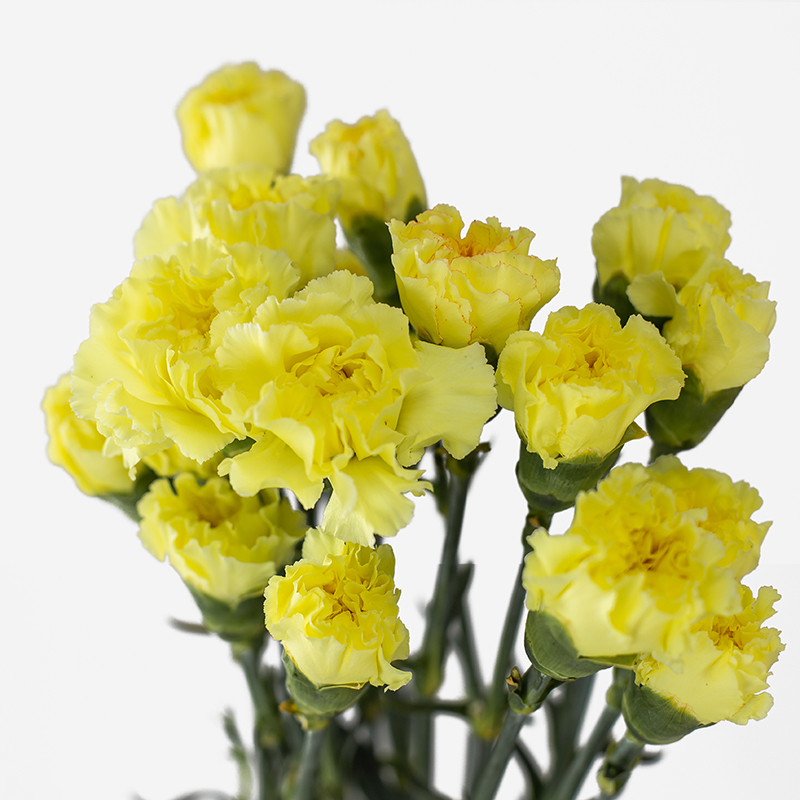 Claveles nacionales frescos de temporada para floristería profesional.