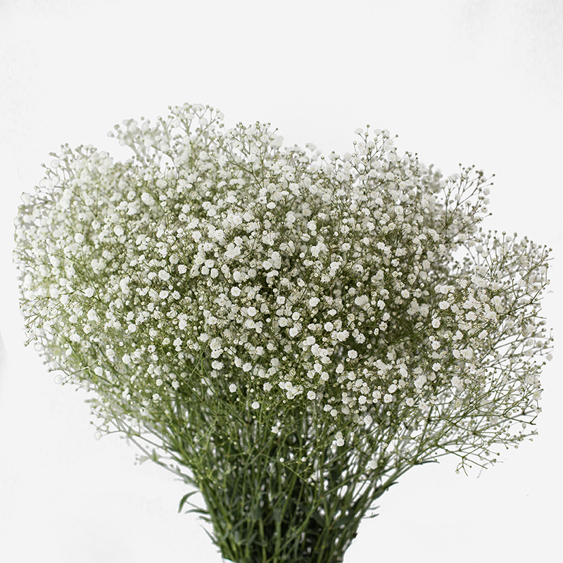 Paniculata