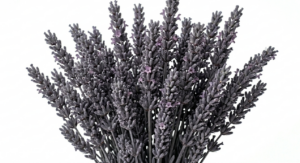 Densas y vibrantes espigas de Lavanda Morada en posición vertical, exhibiendo multitud de pequeñas corolas en un profundo tono violeta real sobre un fondo blanco limpio.