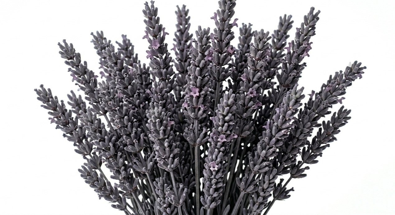 Densas y vibrantes espigas de Lavanda Morada en posición vertical, exhibiendo multitud de pequeñas corolas en un profundo tono violeta real sobre un fondo blanco limpio.