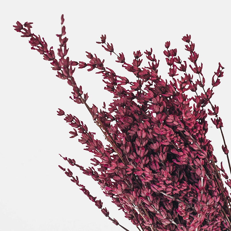 Espigas de Lavanda de un azul violáceo intenso y textura aterciopelada, dispuestas en varas erectas que muestran la apertura gradual de sus diminutas flores hermafroditas.