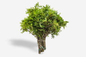 Rama de Lentisco (Pistacia lentiscus) de color verde intenso con hojas pequeñas, coriáceas y brillantes sobre un fondo blanco. Se aprecia la estructura ramificada y la frescura del follaje mediterráneo.