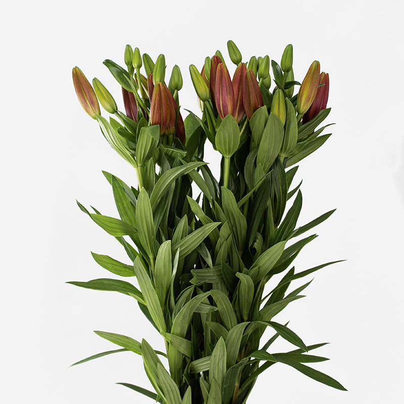 Primer plano de una vara de Lilium Nacional Naranja con múltiples flores abiertas de color naranja vibrante y botones cerrados. Se aprecian los pétalos satinados y los estambres oscuros contrastados sobre un fondo blanco limpio.