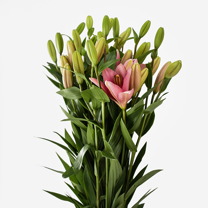 Primer plano de una vara de Lilium Nacional con flores blancas de pétalos abiertos y botones por florecer. Se aprecian los estambres detallados y la textura satinada de los pétalos sobre un fondo neutro y elegante.