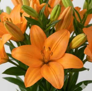 Flores de Lilium nacional en colores blanco, rosa, amarillo, rojo y naranja.