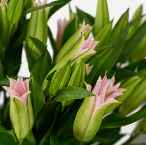 Varas de Lilium Oriental de Holanda con flores grandes y fragantes para venta mayorista.