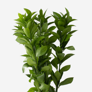 Paquete de ruscus nacional de 5 tallos verdes para base de arreglos florales.