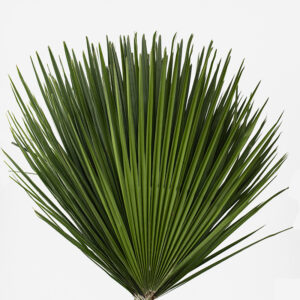 Hojas de Palmito (Chamaerops humilis) en forma de abanico verde intenso con inflorescencias amarillas sobre fondo blanco.