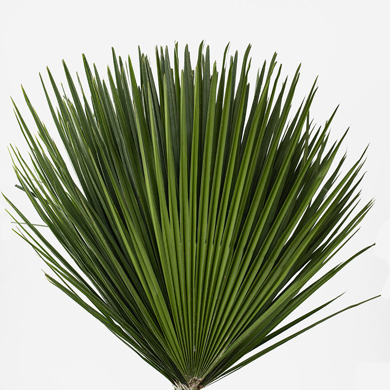 Hojas de Palmito (Chamaerops humilis) en forma de abanico verde intenso con inflorescencias amarillas sobre fondo blanco.