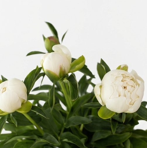 Peonías de importación holandesa en varios colores para floristas.