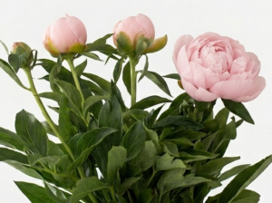 Peonías nacionales frescas de temporada para mayoristas de flor.