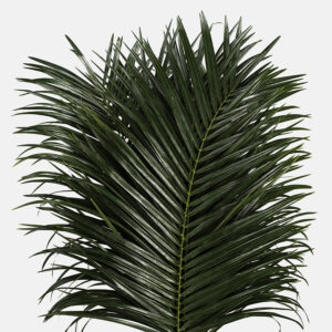 Follaje de palmera Robellini (Phoenix roebelenii) mostrando sus frondas finas y arqueadas de color verde intenso sobre fondo blanco.