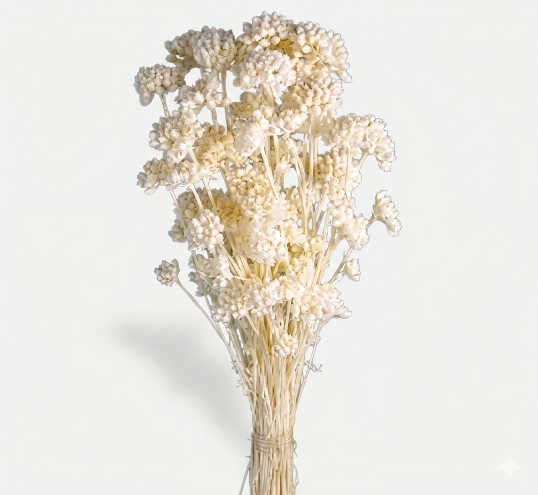 Ramillete vertical de flores de lonas preservada en color blanco crema, con tallos largos y cabezales compactos, sobre fondo blanco.