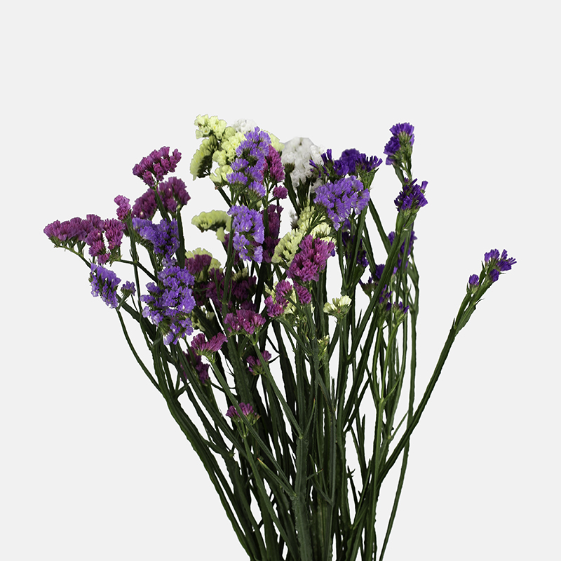 Composición de Statice Mixto (Limonium) con flores papiráceas en tonos violeta, rosa, amarillo y blanco sobre fondo blanco.