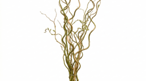 Ramas ornamentales de Salix Curly (Salix matsudana 'Tortuosa') con su característica forma sinuosa y retorcida sobre un fondo blanco limpio.
