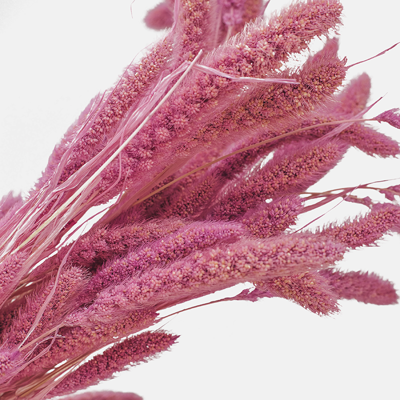 Macro de las espigas de setaria rosa preservada donde se aprecia su textura densa y aterciopelada.