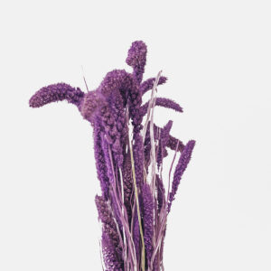 Inflorescencia plumosa de Setariam Morada de silueta cilíndrica y flexible, mostrando su delicada textura de finas cerdas en un profundo y sofisticado tono berenjena.