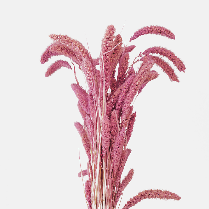 Inflorescencia plumosa de Setariam Rosa de silueta cilíndrica y flexible, mostrando su delicada textura de finas cerdas en un suave tono rosa empolvado.