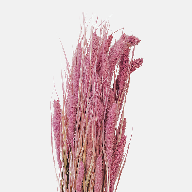 Inflorescencia cilíndrica de Setario Morado de textura plumosa y flexible, mostrando su porte arqueado y su sofisticado color berenjena profundo con destellos aterciopelados.
