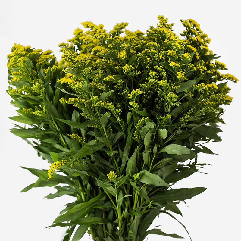 Ramillete de Solidago (Vara de Oro) con sus características flores plumosas de color amarillo vibrante sobre un fondo blanco neutro.