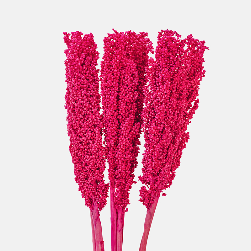 Inflorescencia ornamental de Sorghum Rosa en panícula densa, mostrando la rica textura de sus pequeños granos agrupados en un sofisticado tono rosa empolvado.