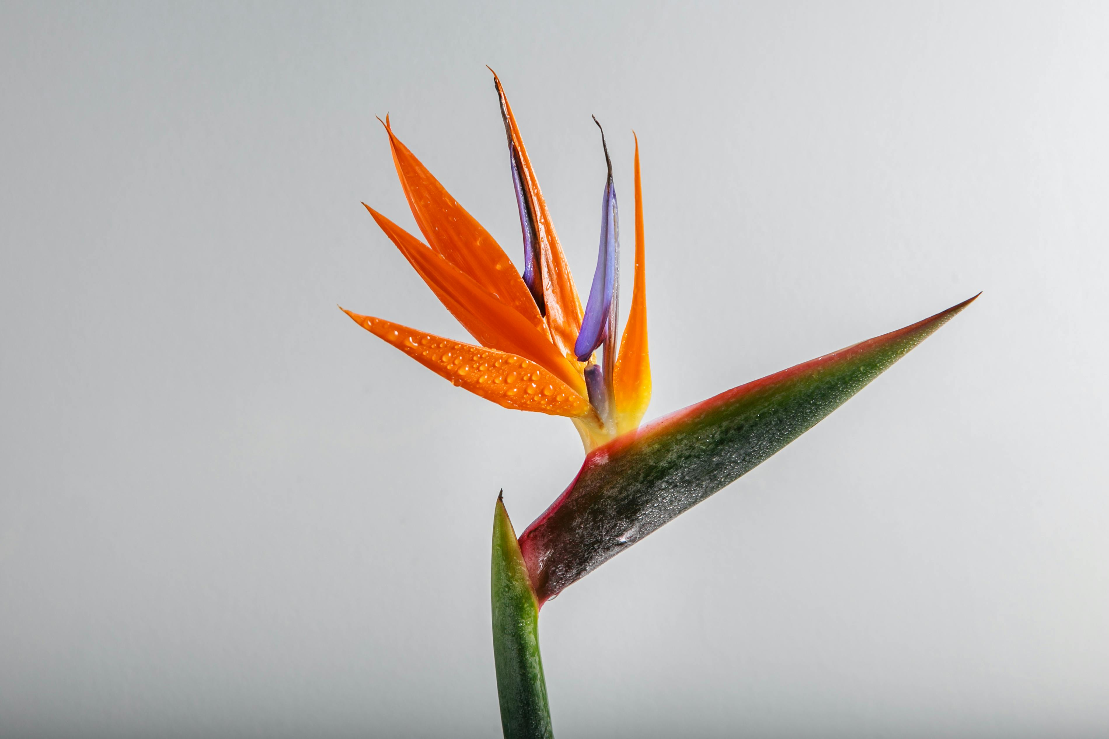 Strelitzia de importación holandesa con tallos rectos para floristas.