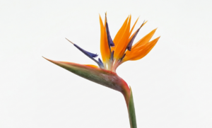 Flor individual de Strelitzia reginae (Ave del Paraíso) con pétalos naranjas y azules emergiendo de una bráctea verde, sobre un fondo blanco puro.