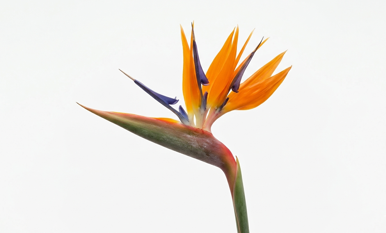 Flor individual de Strelitzia reginae (Ave del Paraíso) con pétalos naranjas y azules emergiendo de una bráctea verde, sobre un fondo blanco puro.