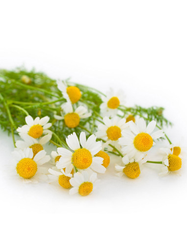 Varas de tanacetum o flor de manzanilla de importación de Holanda.