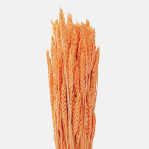 Ramillete de espigas de trigo ornamental en un sofisticado tono naranja caldero, mostrando la textura compacta de sus glumas y su porte marcadamente vertical y esbelto.