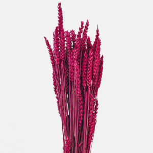 Inflorescencia plumosa de Setariam Morada de silueta cilíndrica y flexible, mostrando su delicada textura de finas cerdas en un profundo y sofisticado tono berenjena.