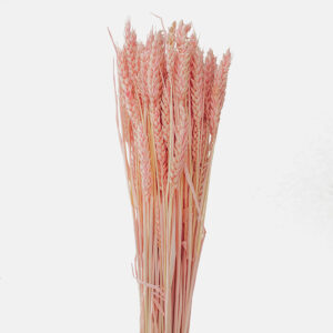 Ramillete de espigas de trigo ornamental en un sofisticado tono rosa salmón, mostrando la delicada alineación geométrica de sus glumas y su porte esbelto y vertical.