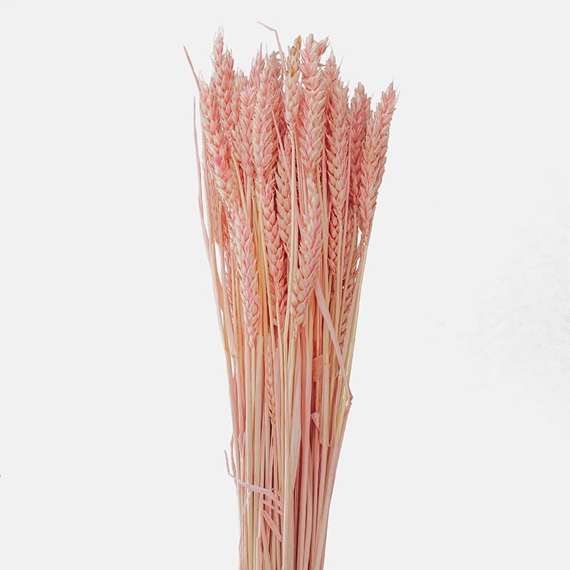 Ramillete de espigas de trigo ornamental en un sofisticado tono rosa salmón, mostrando la delicada alineación geométrica de sus glumas y su porte esbelto y vertical.