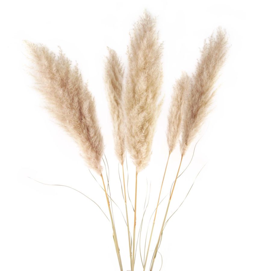Plumeros de pampa Cortaderia plumosa en tonos naturales para decoración profesional.