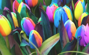 Tulipán de Holanda teñido multicolor en plano detalle para decoración moderna
