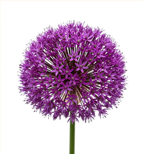 Flor de Allium de Holanda de tallo largo para diseños modernos.