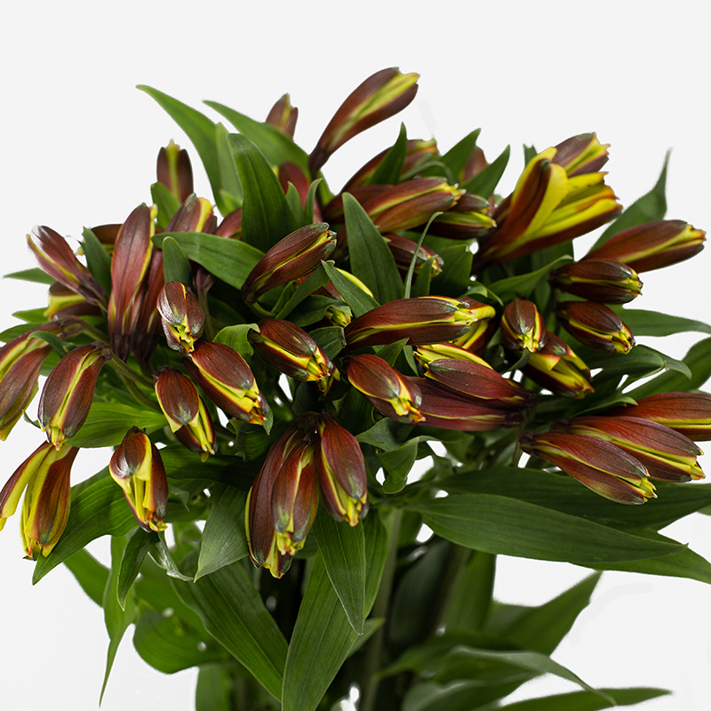 Ramo premium de alstroemeria amarilla nacional en capullo con tallos largos y follaje verde intenso sobre fondo neutro.