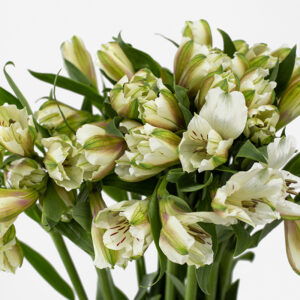 Primer plano de flores de alstroemeria blanca nacional en apertura con detalles de veteado purpúreo y follaje verde.