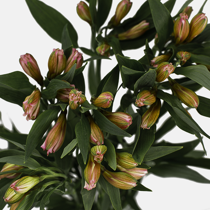 Primer plano detallado de botones cerrados de alstroemeria rosa nacional con matices verdes y follaje denso.