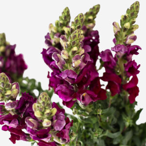 Tallo vertical de Antirrhinum rosa nacional con flores en espiga de color rosado vibrante sobre fondo neutro.