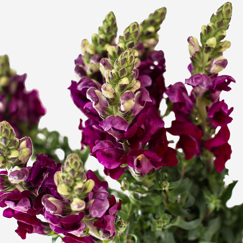 Tallo vertical de Antirrhinum rosa nacional con flores en espiga de color rosado vibrante sobre fondo neutro.