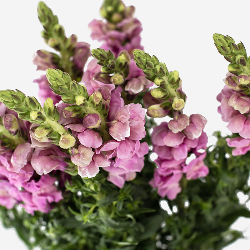 Tallo vertical de Antirrhinum rosa nacional con flores en espiga de color rosado vibrante sobre fondo neutro.