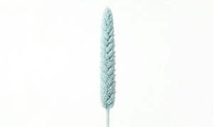 Una sugerente espiga de Babala en color azul claro con sutiles matices turquesa, mostrando su perfil cilíndrico y su densa textura compacta sobre un fondo blanco limpio.